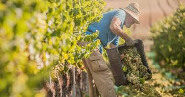 Se confirman los peores datos en el Marco de Jerez: Se moltura un 45% menos de uva que el año pasado