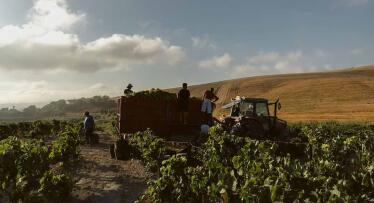 El peculiar sistema que permite al Marco de Jerez ‘compensar’ la corta vendimia de este año