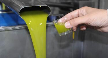 La campaña oleícola arranca mal: se recoge un 20% menos de aceituna de lo previsto en muchas fincas