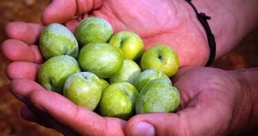 Una de cada tres aceitunas que se vende como Gordal de Sevilla es extranjera