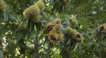 La castaña pilonga, protagonista de la campaña en el Valle del Genal