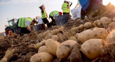Mercadona compra más de 40.000 toneladas de patata andaluza en este 2025