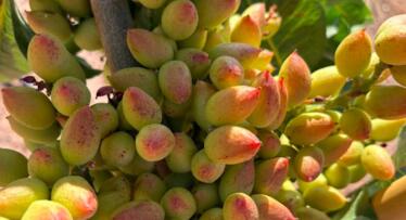 La ‘revolución verde’: el cultivo del pistacho se dispara y multiplica la rentabilidad del olivar