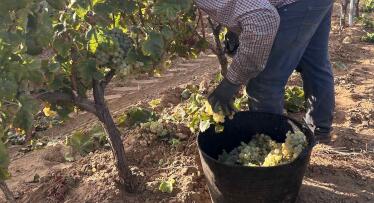 Pérdidas del 50% en la vendimia del Condado de Huelva: estas son las ayudas disponibles para el sector