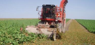 Los remolacheros ‘tiran la toalla’ con la campaña de 2026 y presionarán para mantener las ayudas