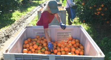 Arranca la campaña de naranja de origen nacional en Mercadona, que comprará 59.000 toneladas en Andalucía