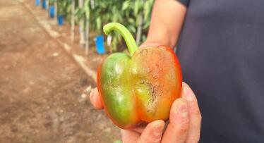 Almería se prepara para un paro biológico: «Es necesario para frenar el parvispinus»