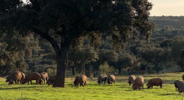 Joselito lidera la ‘revolución científica’ para acabar con la seca: «sin dehesas no hay jamón ibérico»