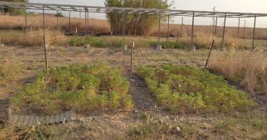 Ensayan con una forrajera más productiva que la alfalfa para alimentación animal