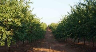 Dcoop y De Prado superan las 2.000 hectáreas de almendro certificadas bajo buenas prácticas internacionales