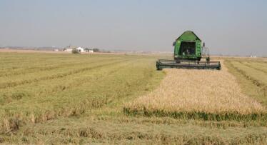 Sevilla produce el mejor arroz pero no consigue venderlo: la paradoja que explica la crisis del sector