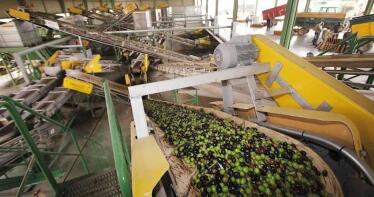 La ‘selección natural’ reducirá el número de almazaras en cinco años