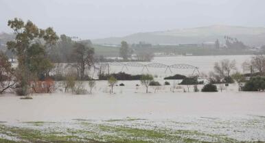 Los daños en el campo gaditano, ‘zona cero de las borrascas’, superan los 500 millones de euros