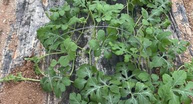 Adiós al ‘monopolio’ del tomate en Almería: la sandía lidera el cambio productivo de la provincia