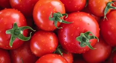 Denuncian que las importaciones de tomate marroquí se ‘esfuman’ de las estadísticas de la UE