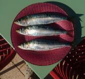 180º Chiringuito Urbano