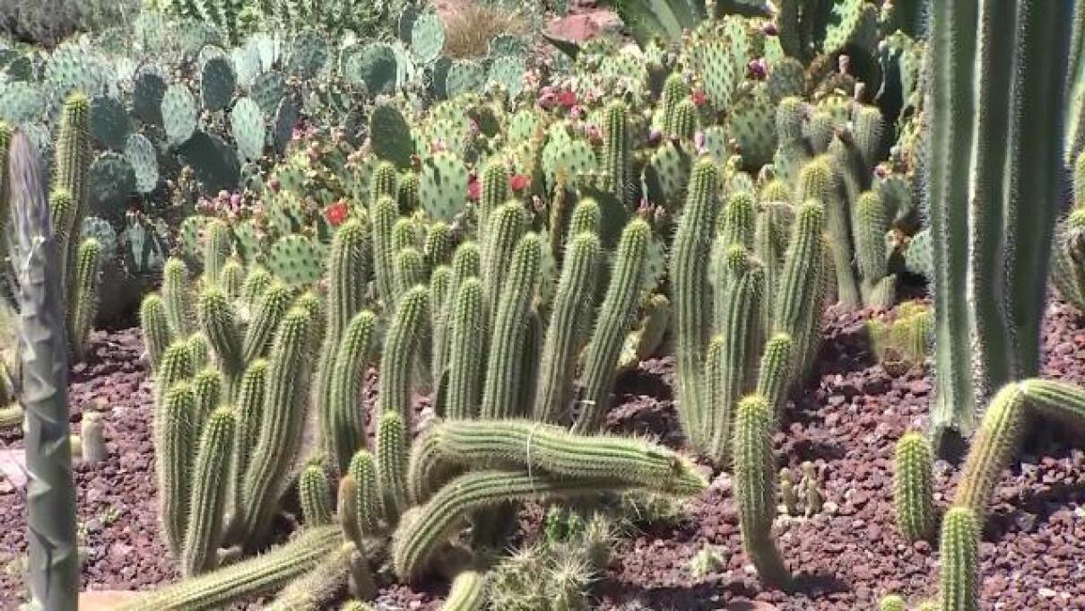 Resultado de imagen para CACTUS