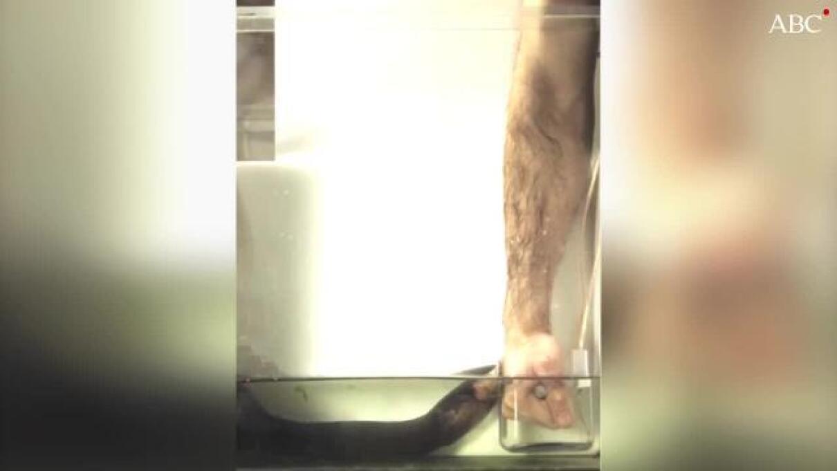 Esto Es Lo Que Puede Hacerte Una Anguila Electrica Que Salta Fuera Del Agua